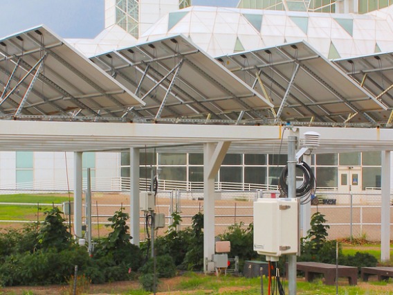 Crops growing beneath a solar panel structure