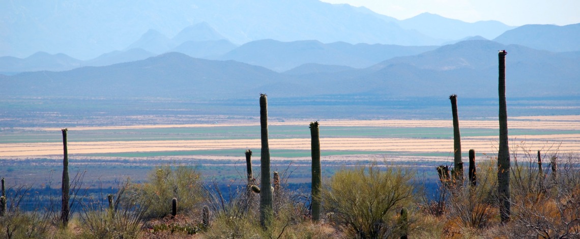 Saguaro cactuses in the foreground with agricultural plots in the distance
