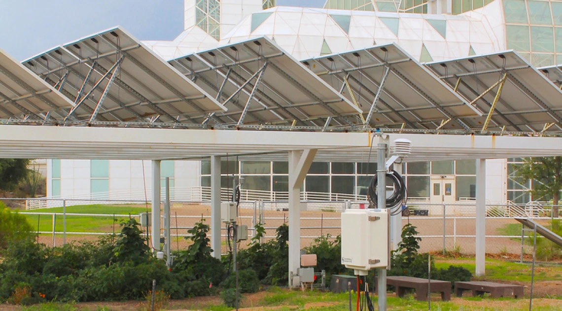 Crops growing beneath a solar panel structure